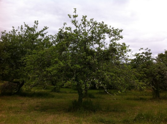Una vista del manzanal Etxeburua, la pasada primavera (foto: Cuchillo)