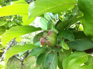 Las manzanas de Etxeburua, en primavera (foto: Cuchillo)