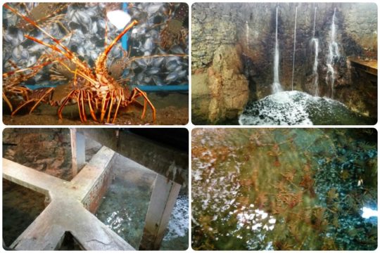 Cuatro imágenes de los viveros de langosta de Astuy (fotos: Cuchillo)