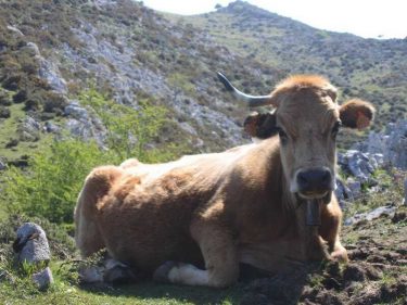 Sí, esta vaca es asturiana, pero nos cae casi tan bien como las guipuzcoanas (foto: Dicky)