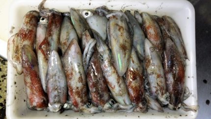 Txipirones recién pescados, en taberna Gure Etxea (foto: Cuchillo)