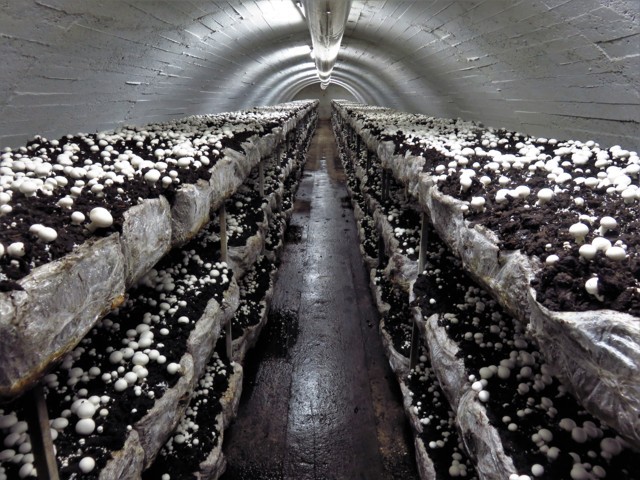 En bodegas abandonadas como esta se cultiva el champiñón (foto: Cuchillo)